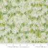 24642 12 Sweet Cecily Bud By-the-Yard