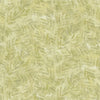 S24057 72 Jacaranda - The Great Blue Fern By-the-Yard