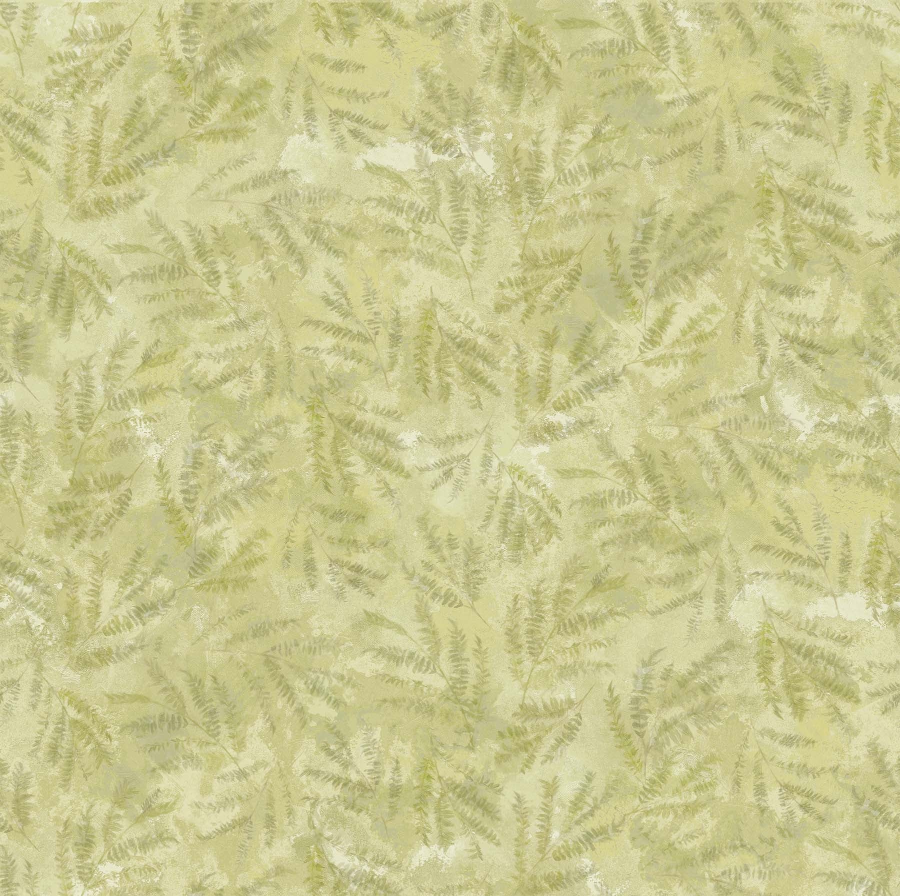 S24057 72 Jacaranda - The Great Blue Fern By-the-Yard