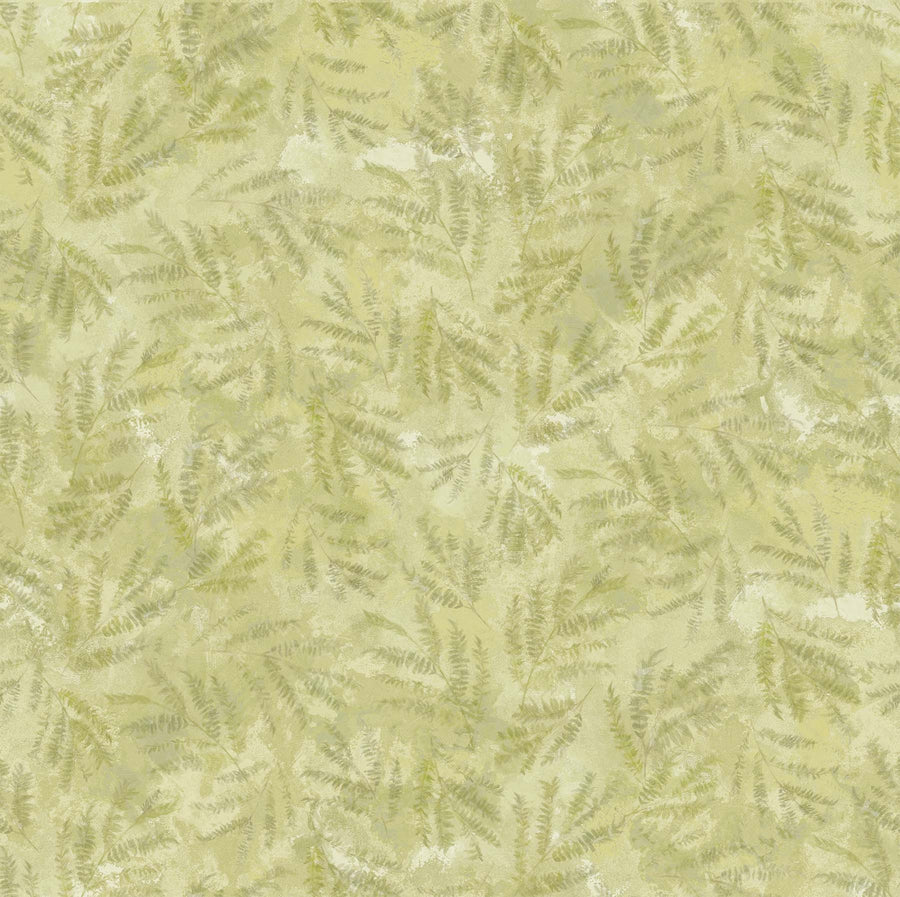 S24057 72 Jacaranda - The Great Blue Fern By-the-Yard
