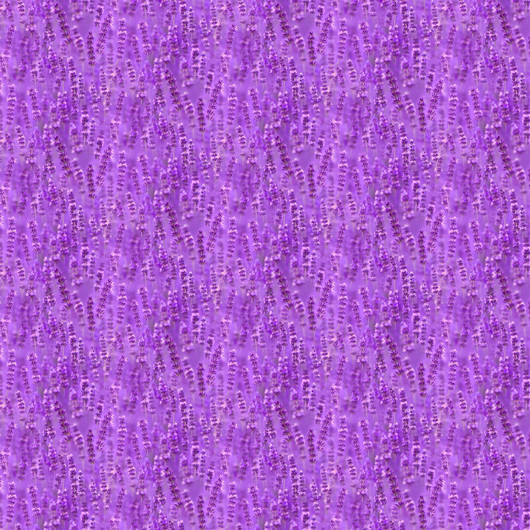 SDP23825 84 Lavender Fields Lavender By-the-Yard