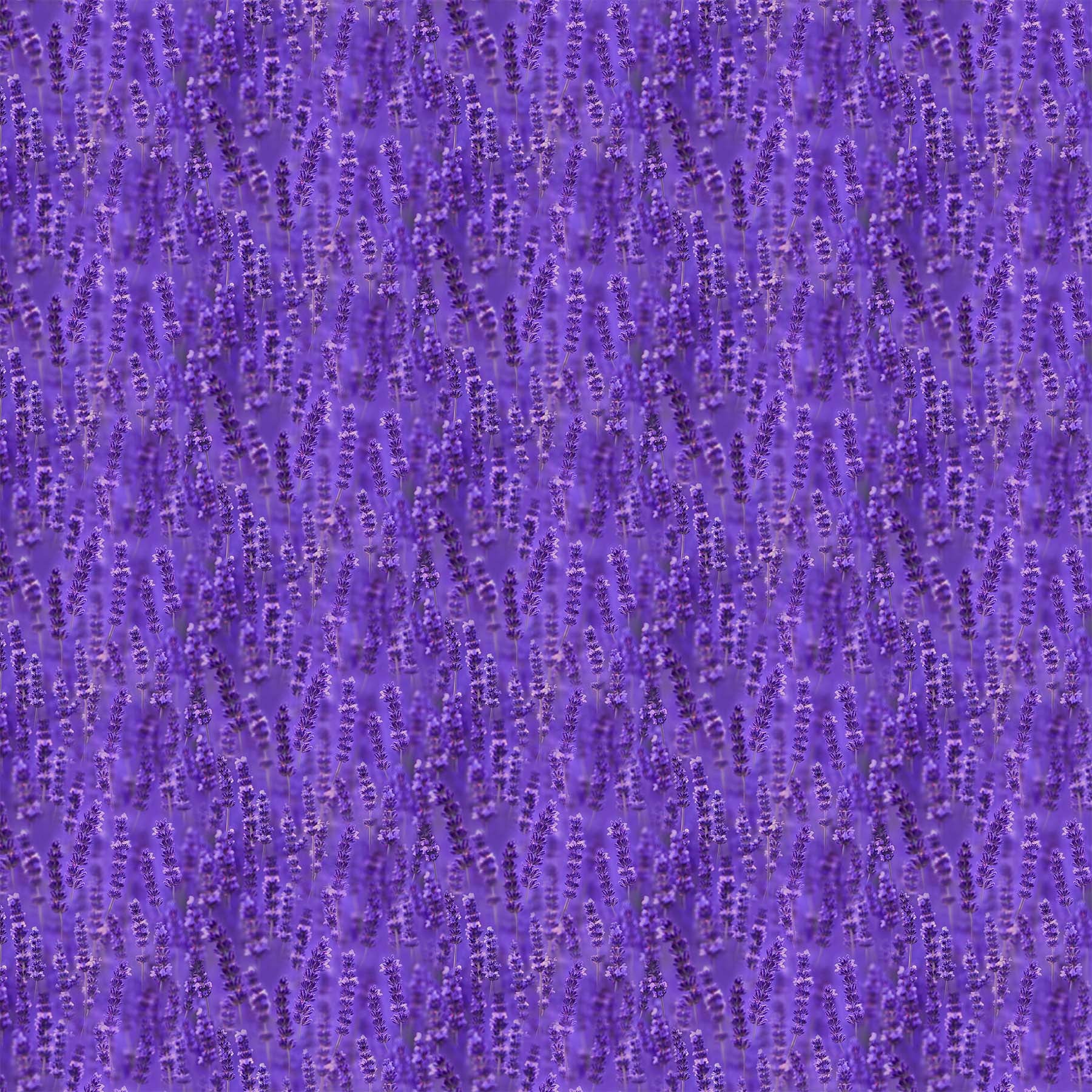 SDP23825 85 Lavender Fields Lavender By-the-Yard